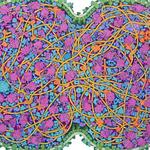 A Journey to the Center of Our Cells