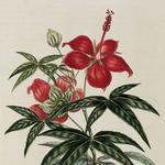 The Age of Houseplants