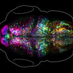 Scientists Watch a Memory Form in a Living Brain